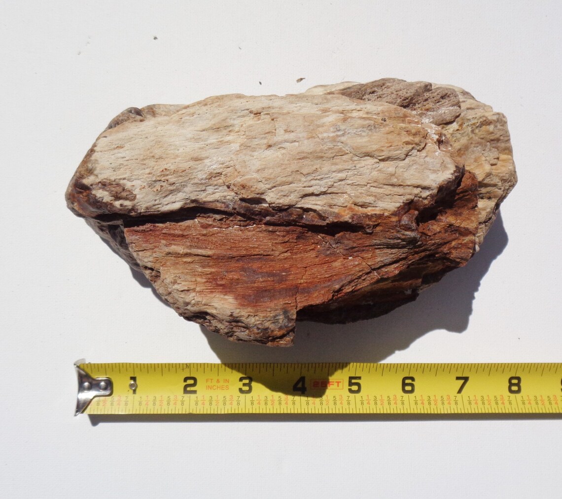 Petrified wood aquarium decor fish tank aquascape shrimp Etsy