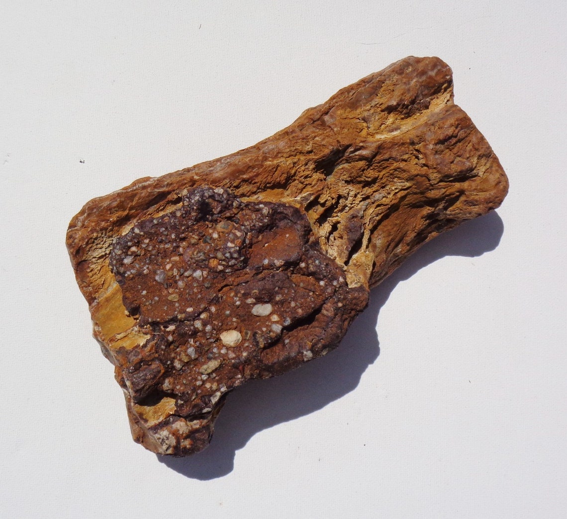 Petrified Wood Aquarium Decor Fish Tank Aquascape Shrimp Etsy