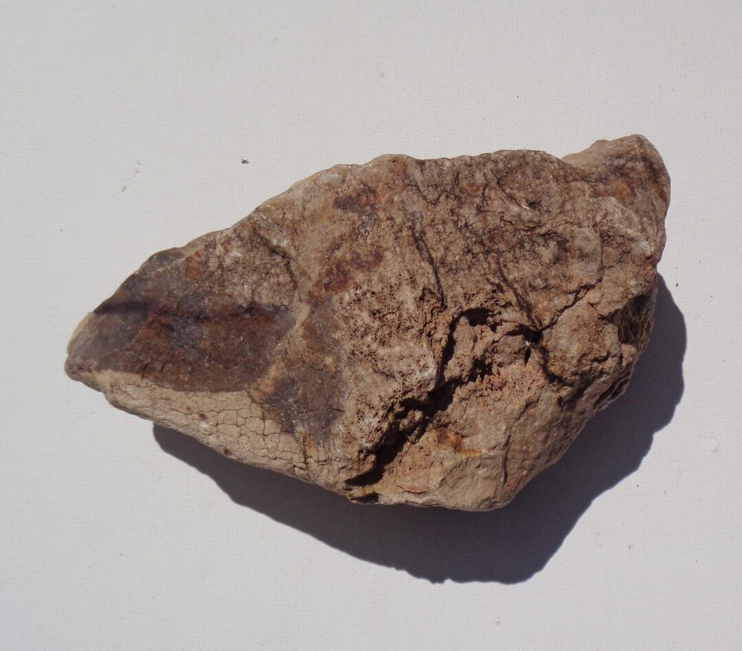 Petrified Wood Aquarium Decor Fish Tank Aquascape Shrimp Etsy