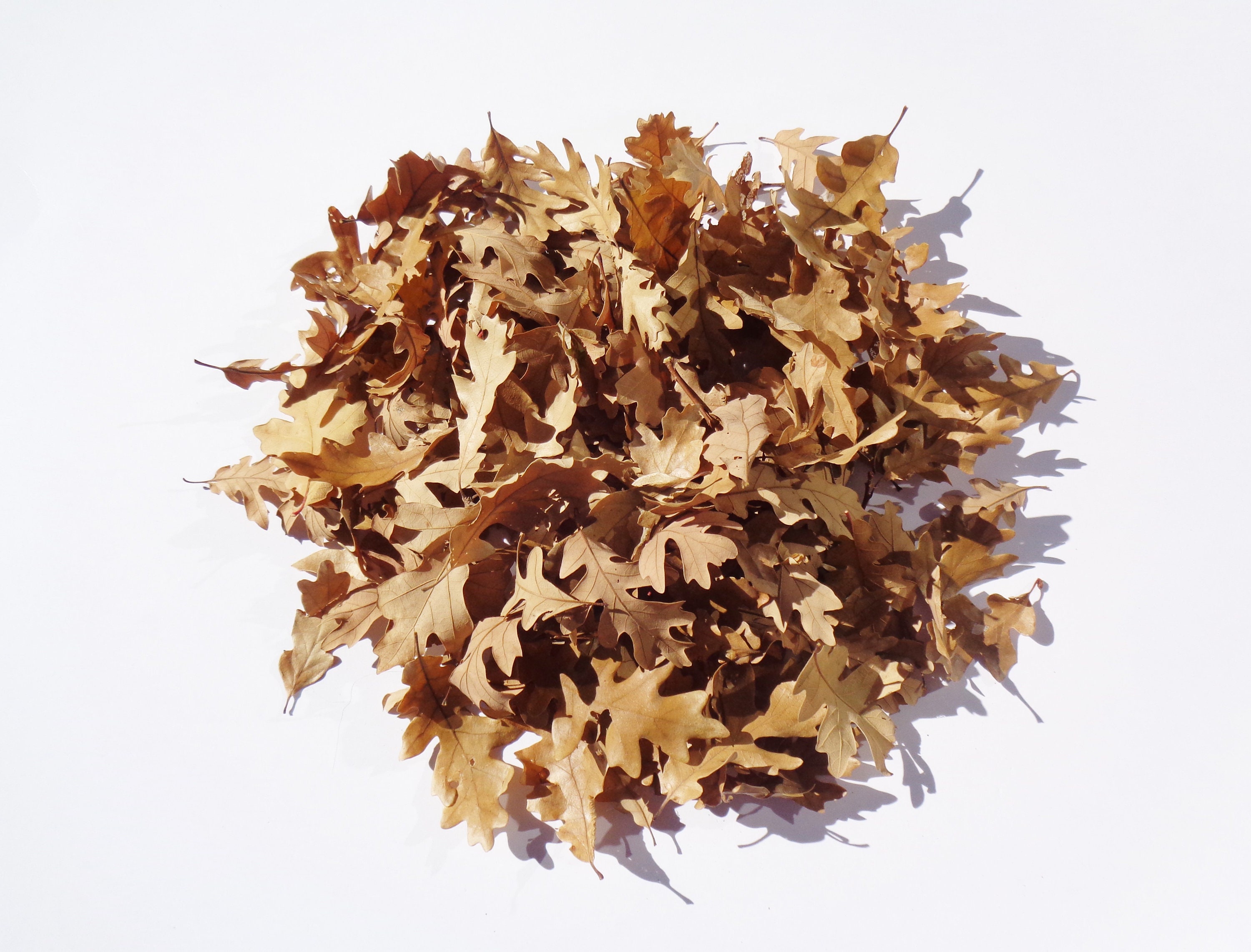 Gambel Oak Leaves 2 Oz Leaf Litter Fish Tank Decor Shrimp Etsy