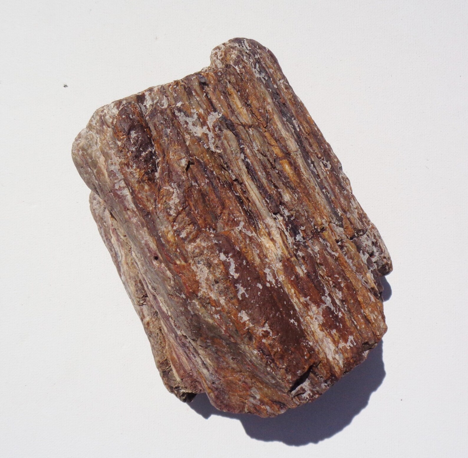 Petrified Wood Aquarium Decor Fish Tank Aquascape Shrimp Etsy