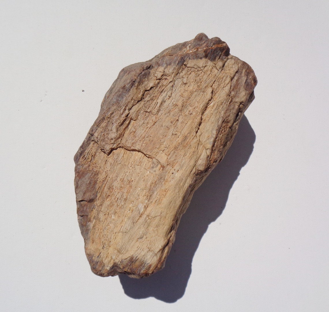 Petrified wood aquarium decor fish tank aquascape shrimp Etsy