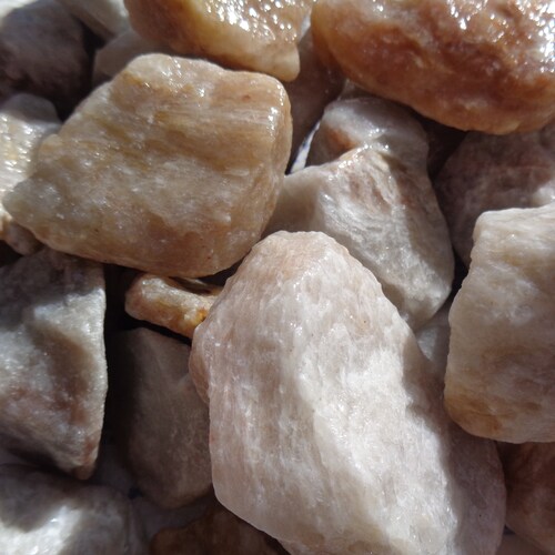 PR1012 Petrified Wood - The Rock Shed