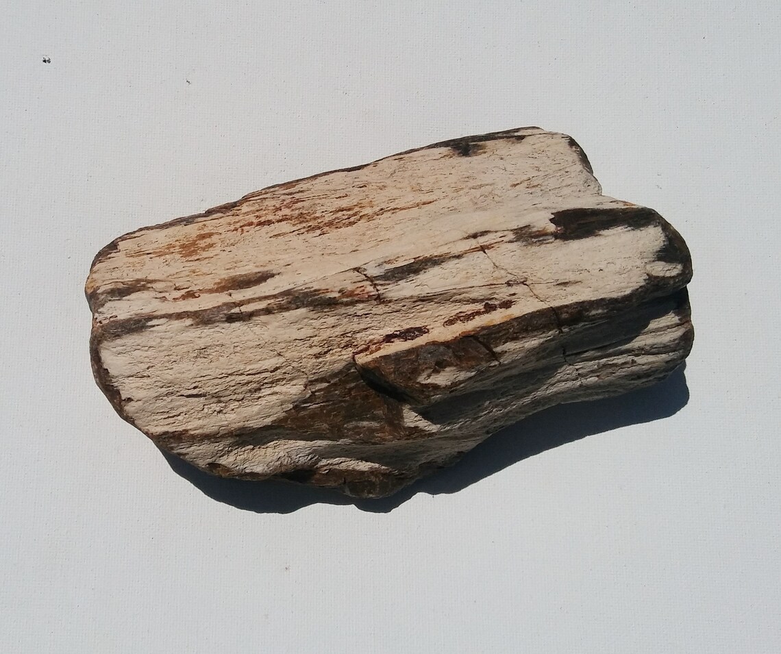 Petrified Wood Aquarium Decor Fish Tank Aquascape Shrimp Etsy