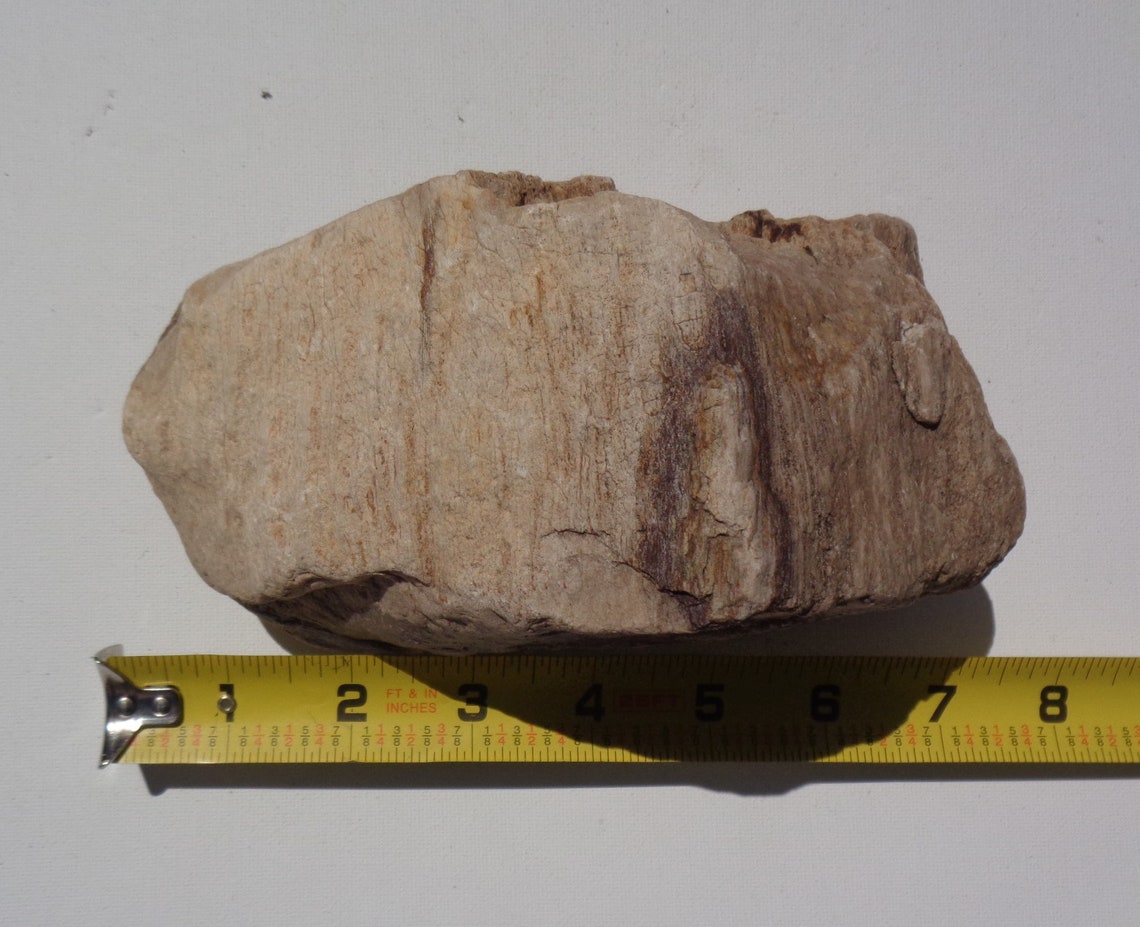 Petrified Wood Aquarium Decor Fish Tank Aquascape Shrimp Etsy