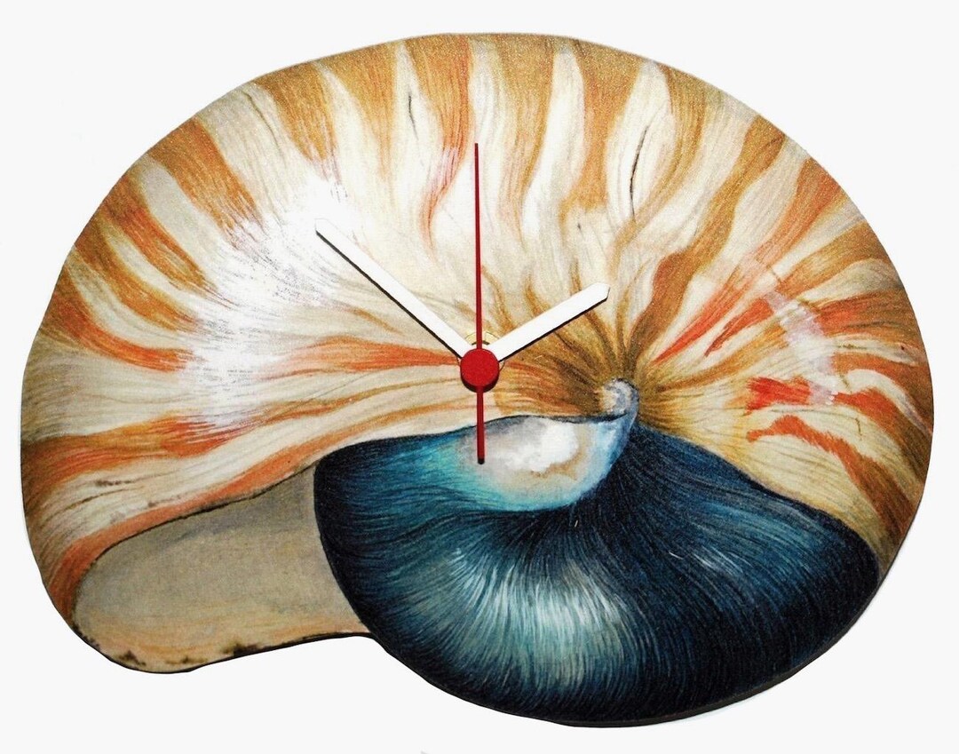 Nautilus Shell Clock - Nautilus Shell Clocks - Nautilus Shell Gift ...