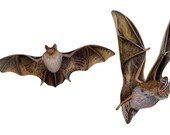 Bat Magnet Set - Bats - Fruit Bat - Bechstein's Bat -Bat Magnets - Bat Gift - Bat Gifts  Bat Fridge Magnets WD4/9J
