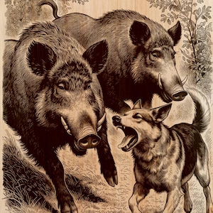 May include: A detailed woodcut-style illustration depicts two wild boars and a dog. The boars are large and imposing, with visible tusks. The dog is barking, adding a sense of action to the scene. The artwork is in shades of brown.