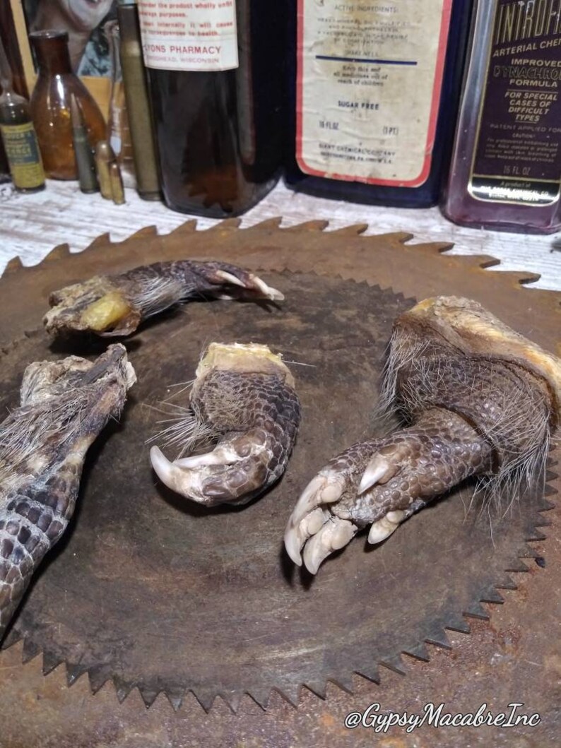 4 Mummified armadillo feet real preserved taxidermy oddities Etsy