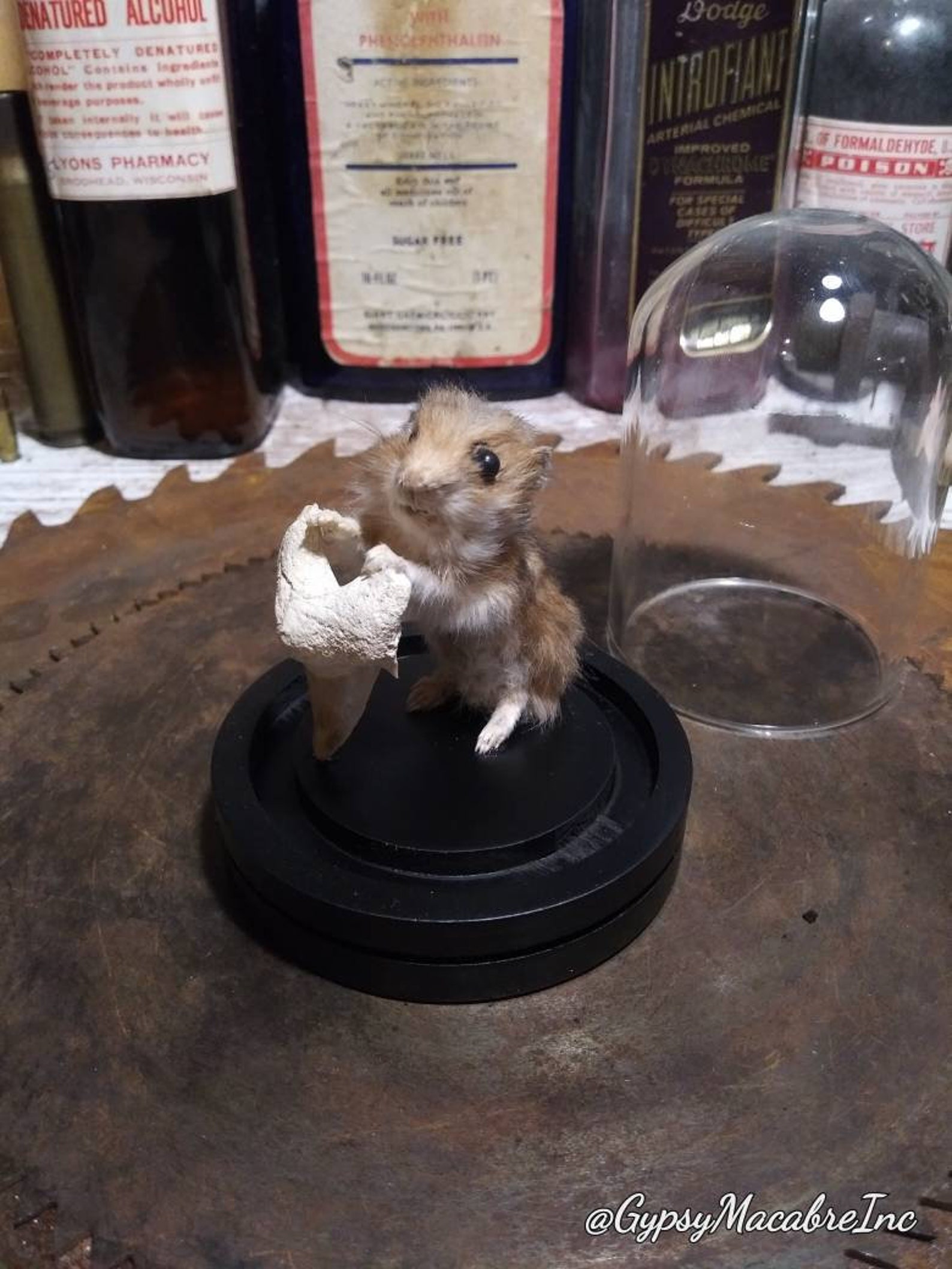 Taxidermy baby hamster with otodus fossil tooth real preserved Etsy