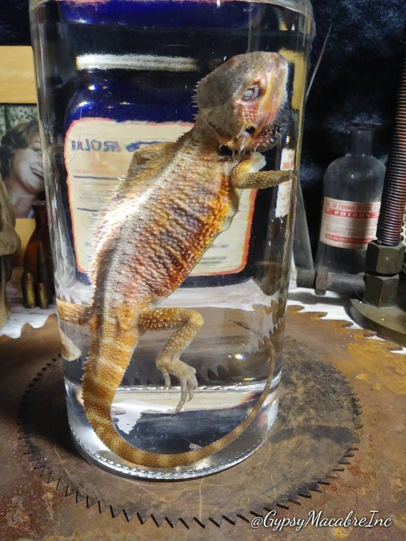 Sandfire bearded dragon wet specimen real lizard preserved