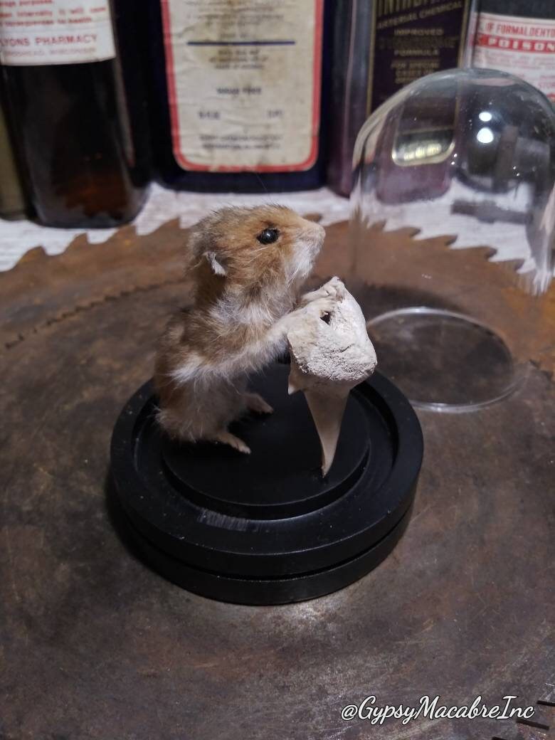 Taxidermy baby hamster with otodus fossil tooth real preserved Etsy