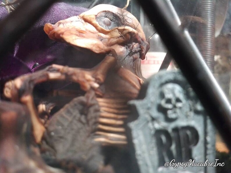 Piggy in a lantern with wooden base real mummified preserved taxidermy oddities Macabre collection home decor curio