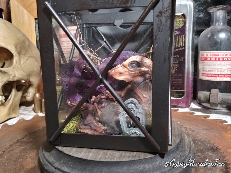 Piggy in a lantern with wooden base real mummified preserved taxidermy oddities Macabre collection home decor curio