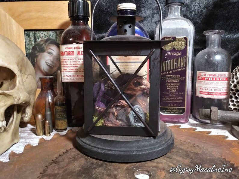 Piggy in a lantern with wooden base real mummified preserved taxidermy oddities Macabre collection home decor curio