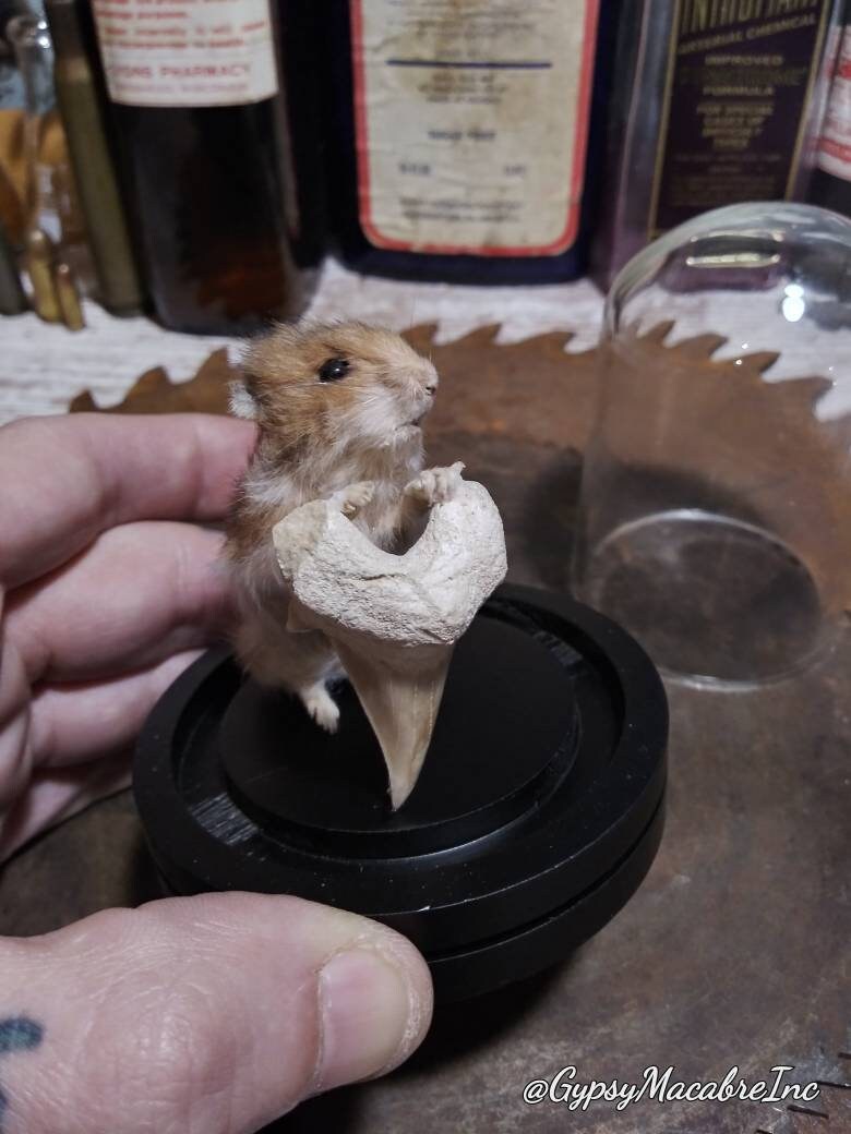 Taxidermy baby hamster with otodus fossil tooth real preserved Etsy