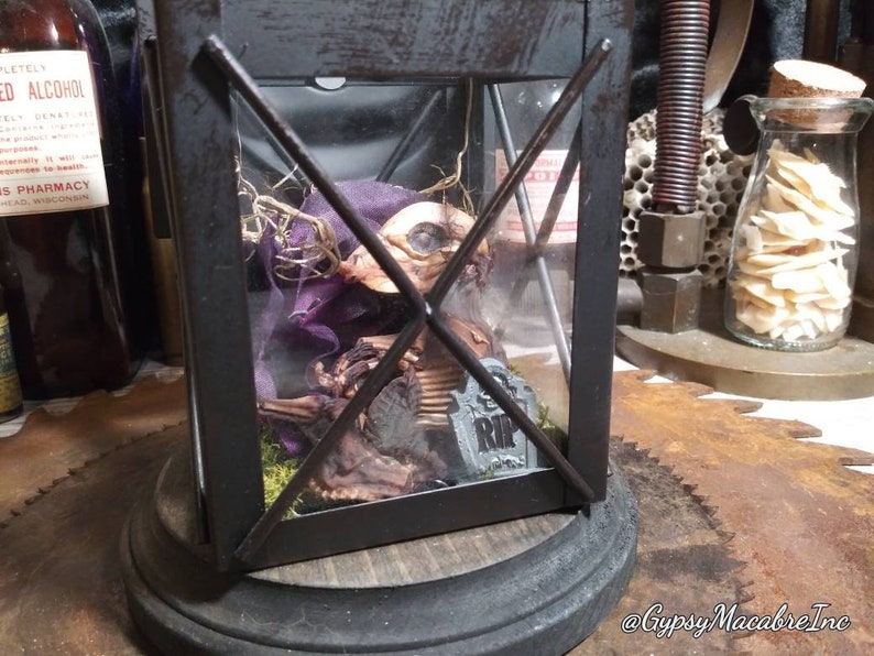 Piggy in a lantern with wooden base real mummified preserved taxidermy oddities Macabre collection home decor curio
