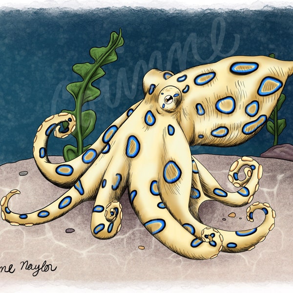 Blue Ringed Octopus Downloadable Print
