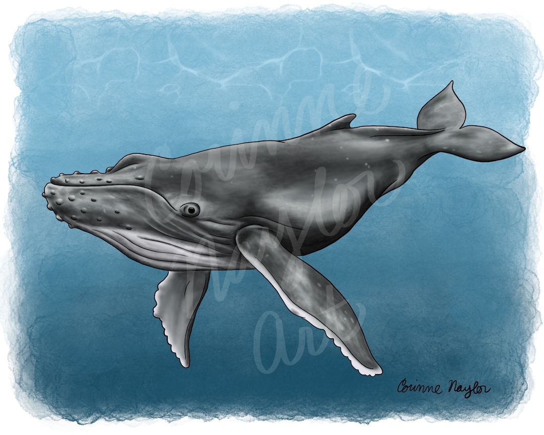 Humpback Whale Downloadable Print - Etsy