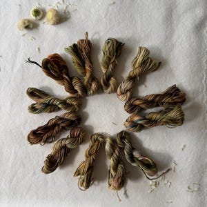 Può includere: Una disposizione circolare di dieci matasse di filo da ricamo tinte a mano in varie tonalità terrose, tra cui sfumature di marrone, verde oliva e oro tenue, accompagnate da tre piccoli fiori di camomilla essiccati nell'angolo in alto a sinistra.