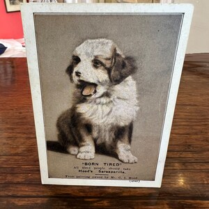 Sint-bernardpuppy 'geboren moe' uit circa 1890: alle vermoeide mensen zouden de sarsaparilla-advertentiekaart van Hood moeten gebruiken