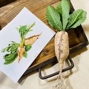 Sugar Beet, Handmade Sugar Beet, Beet, Sugar Beets, Hand Made Vegetables, Fake Vegetables, Faux Vegetables, Display Vegetables, Restaurant.