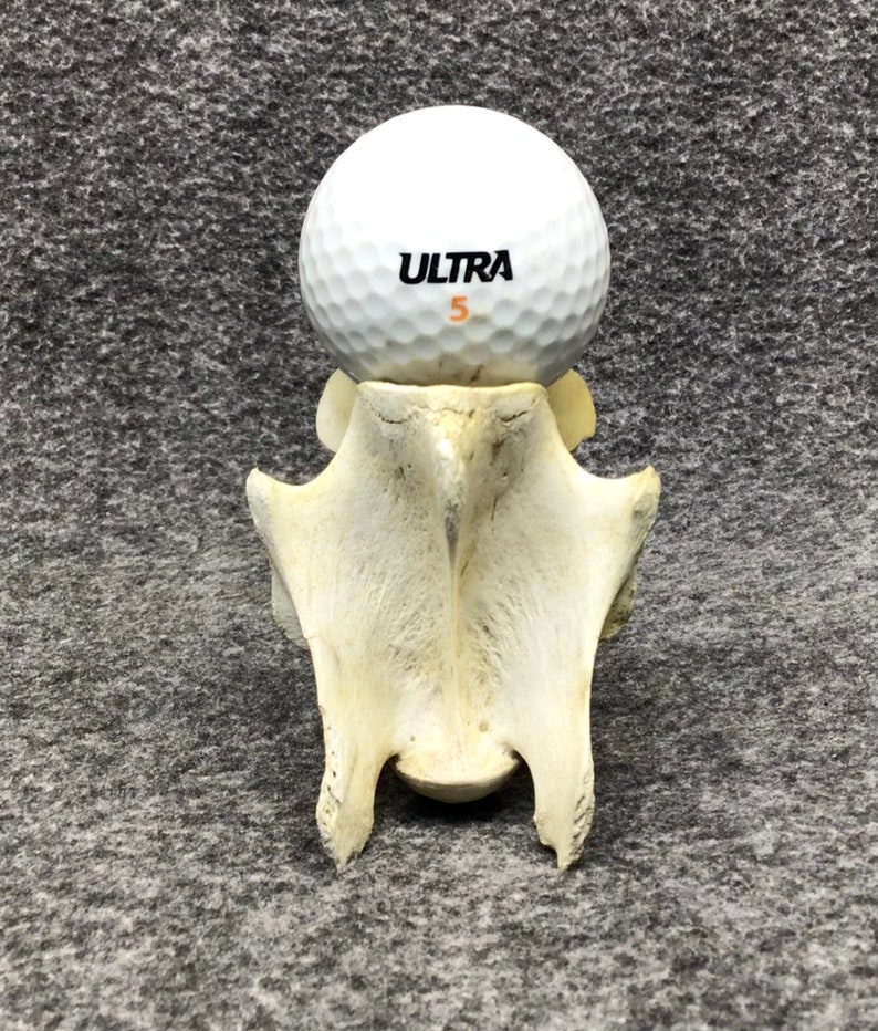 Golf Ball Stand/display/holder/whitetail Vertebrae Etsy