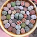 Dora Izsaki reviewed Lithops mix 50 seeds (Living stones) succulent