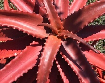 Red Aloe Etsy