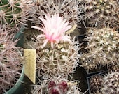 Pyrrhocactus mix - 25 seeds