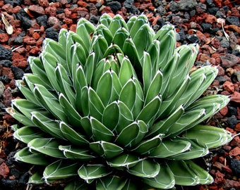 Agave Etsy