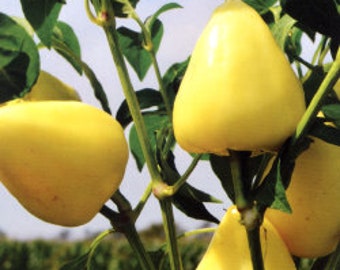 motivo a fiori fioriera vasi piante 12/" Fleur De Lys INTERNI ESTERNI GIARDINO erbe