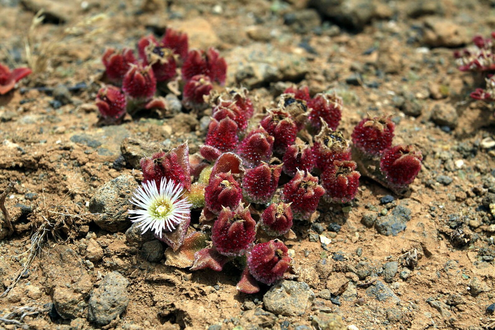 Crystalline Ice Plant 20 Seeds Mesembryanthemum Etsy