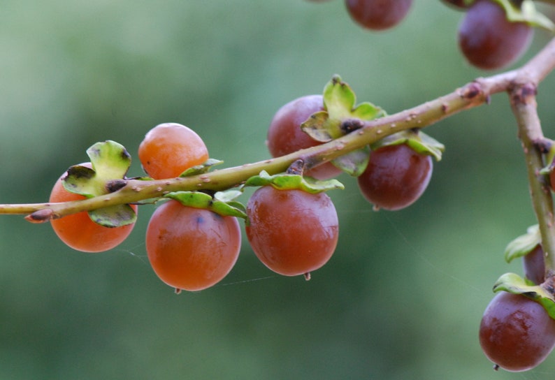 Date-plum 3 seeds Caucasian persimmon Diospyros lotus lilac persimmon