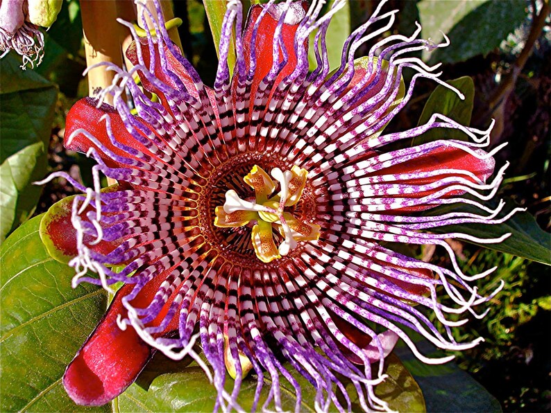 Rara PASSIFLORA MALIFORMIS 9 Semillas Granadilla de Piedra Samen Flores