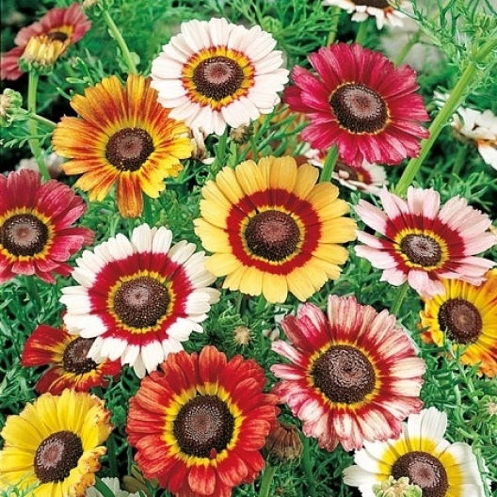 Painted Daisy Mum 40 seeds Chrysanthemum carinatum Etsy