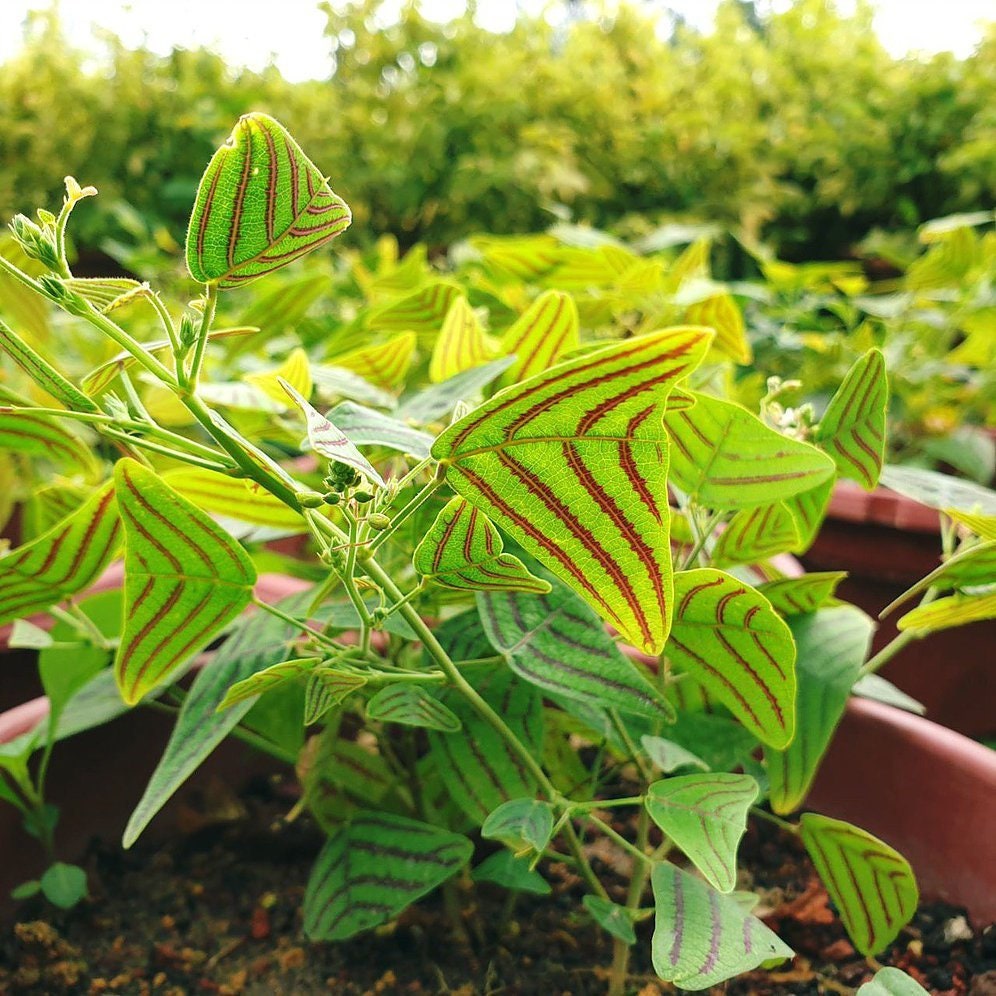 Nuevo Grande Ala De Mariposa mountainii Rojo Hoja Christia planta Resh Orgánico Semillas