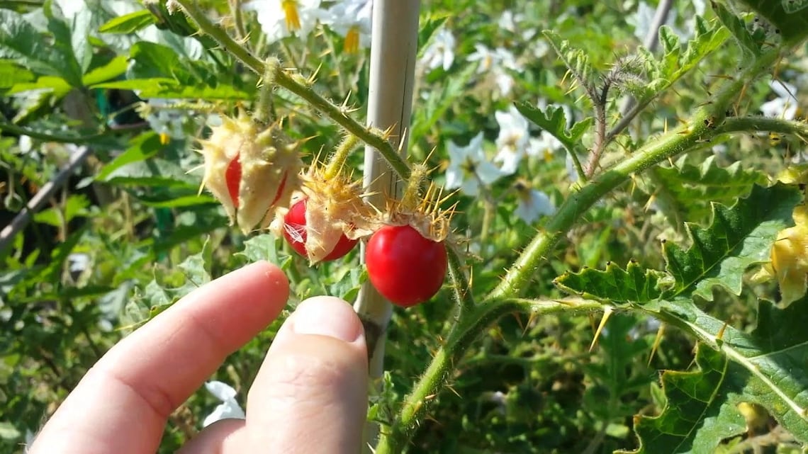 Litchi Tomato 10 Seeds Solanum Sisymbriifolium | Etsy