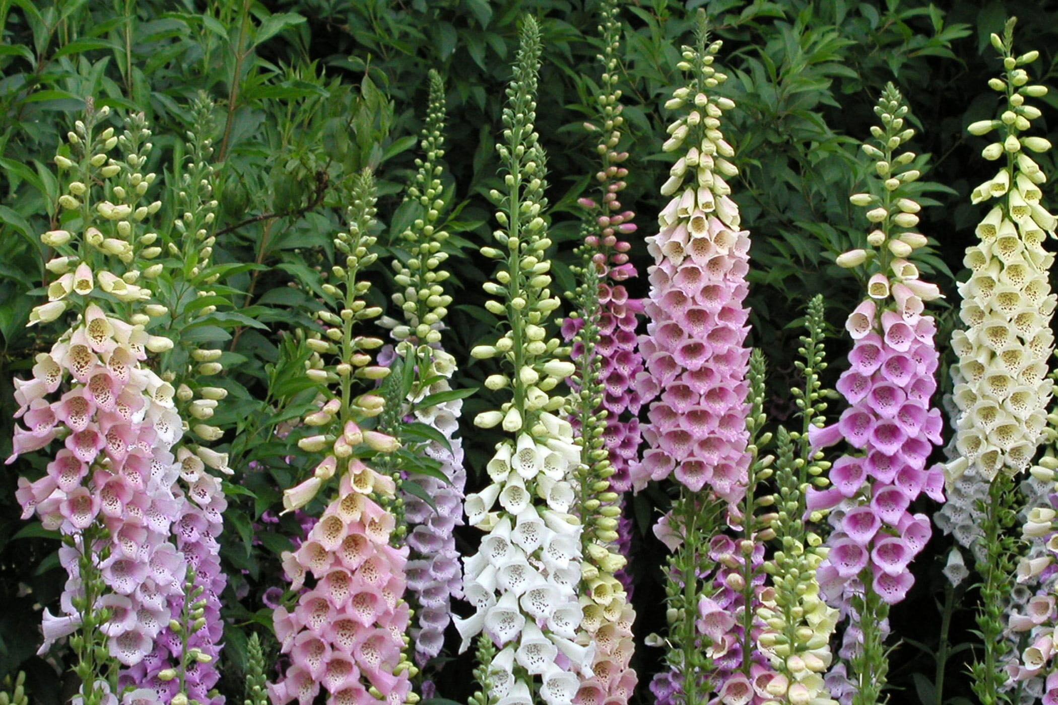 Lady's Glove Multicolor 100 Seeds Digitalis Purpurea Etsy