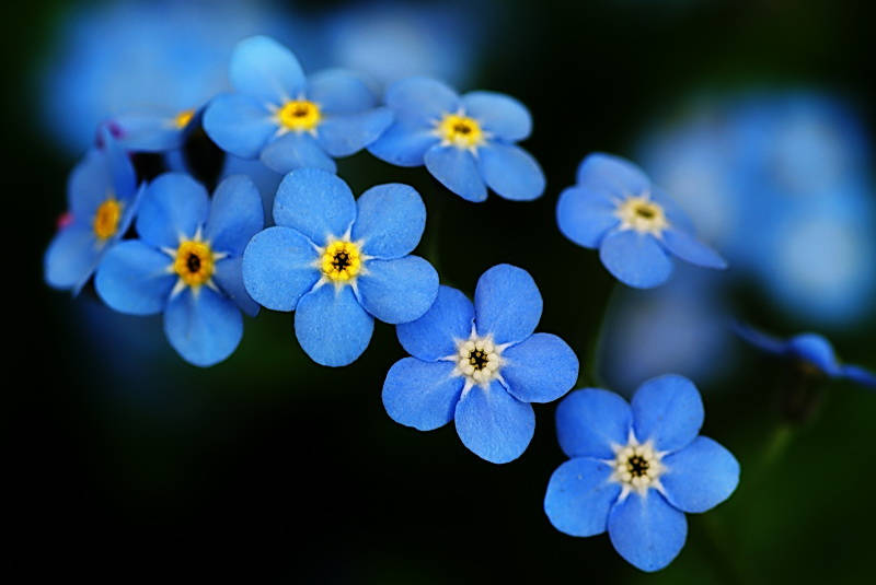 Alpine Forget Me Not 100 Seeds Myosotis Alpestris Etsy New Zealand