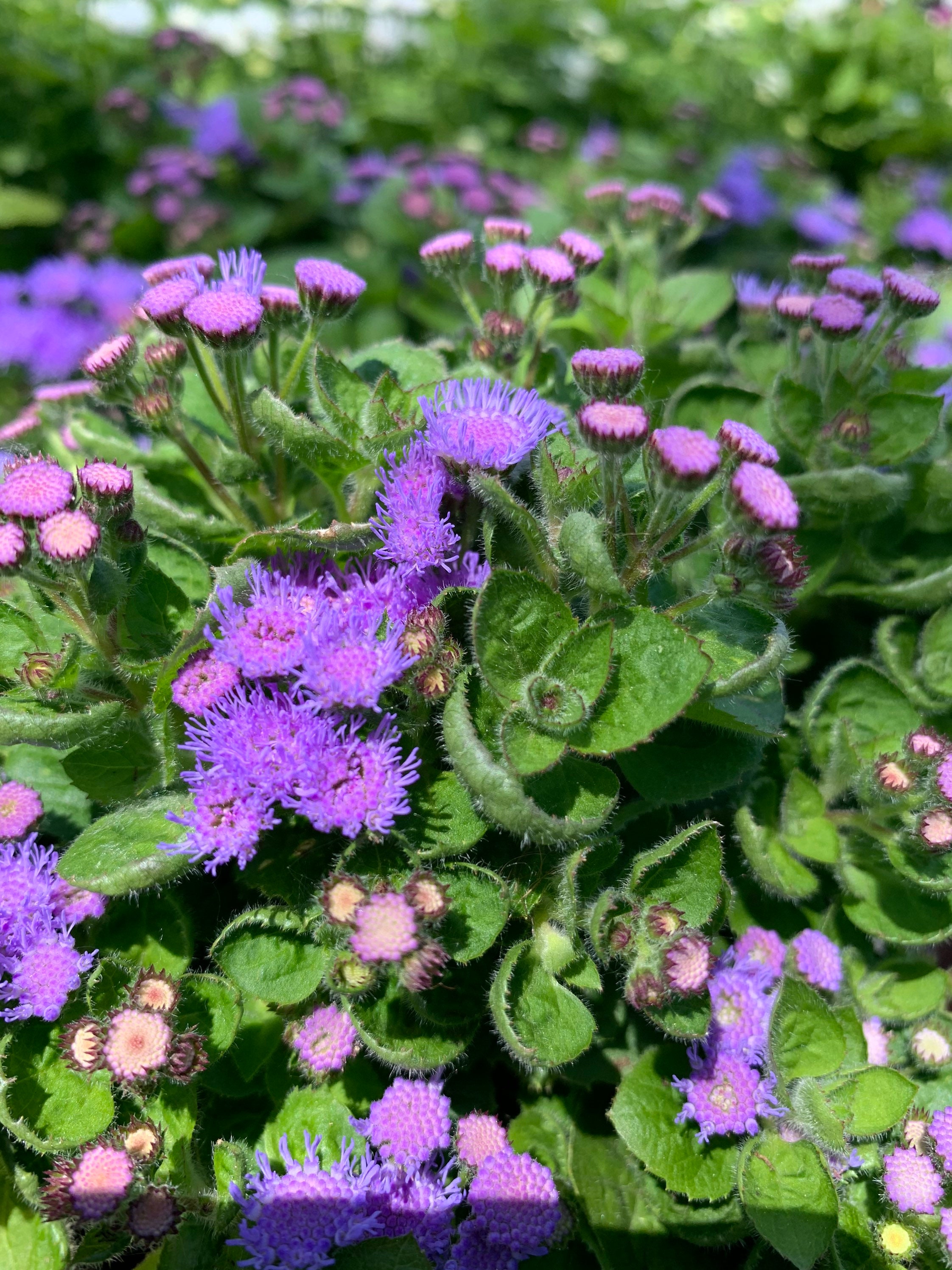 Floss flower 100 seeds Ageratum houstonianum Etsy