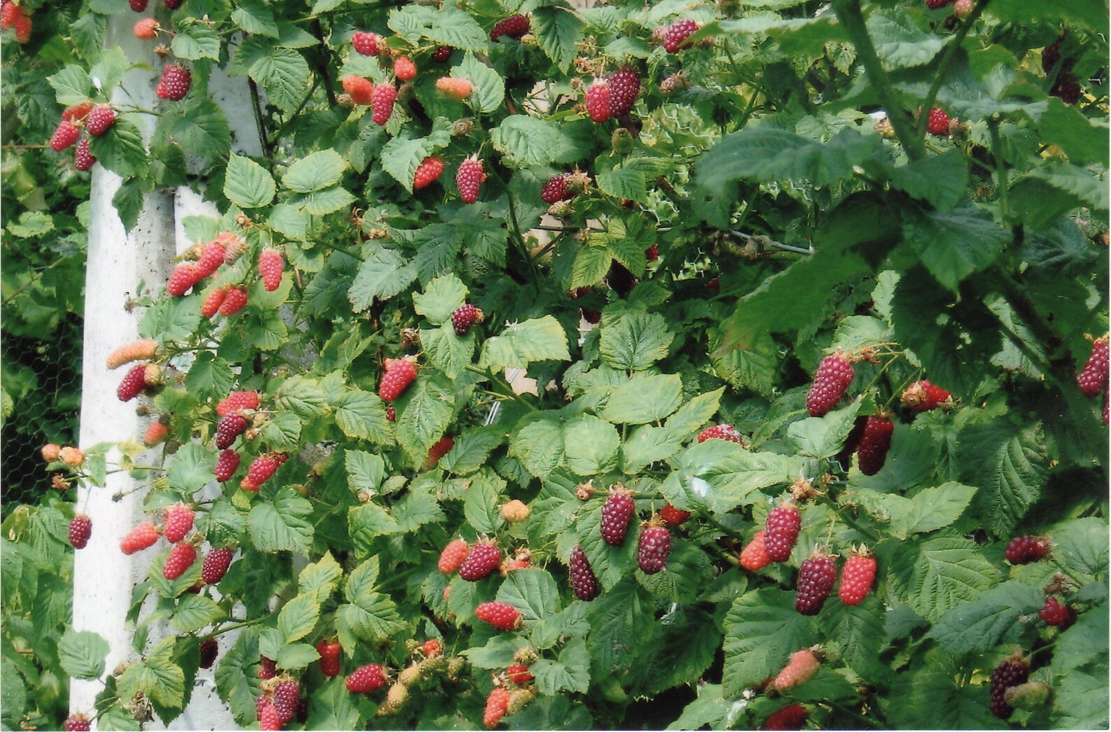 Tayberry 10 seeds Rubus fruticosus x R. idaeus rare Etsy