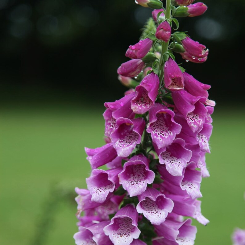 Lady's glove multicolor 100 seeds Digitalis purpurea Etsy