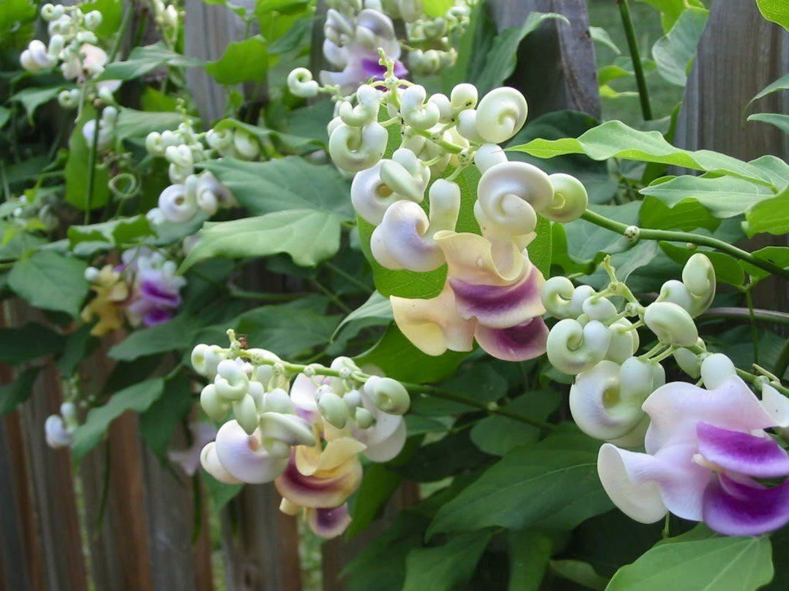 Snail vine 2 seeds Vigna caracalla Cochliasanthus Etsy