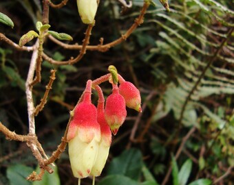 Nuevo Grande Ala De Mariposa mountainii Rojo Hoja Christia planta Resh Orgánico Semillas
