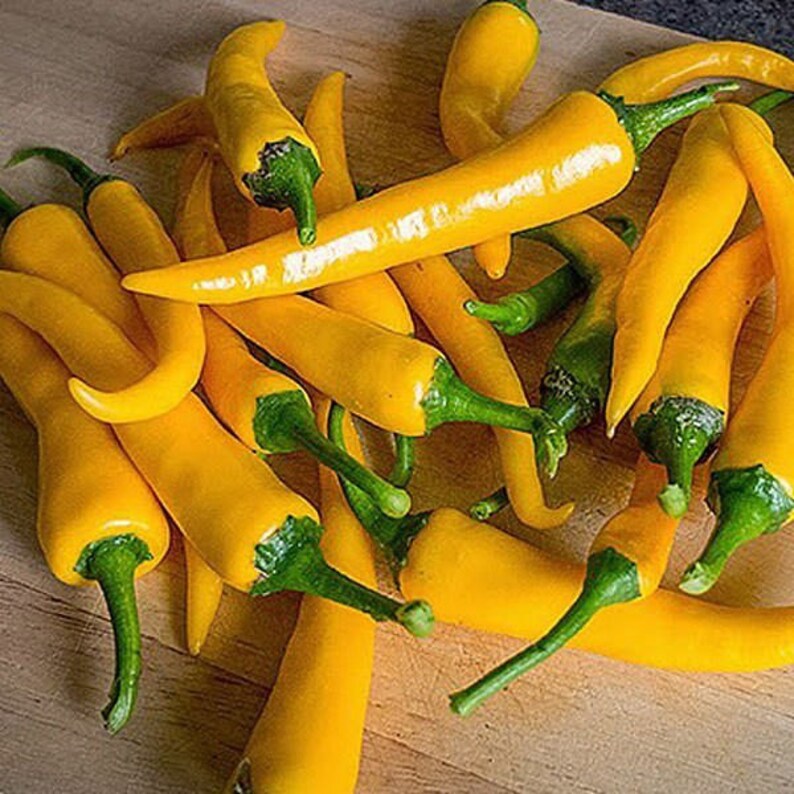 Yellow Pepperoncini 30 seeds Yellow hot peppers Organic Etsy