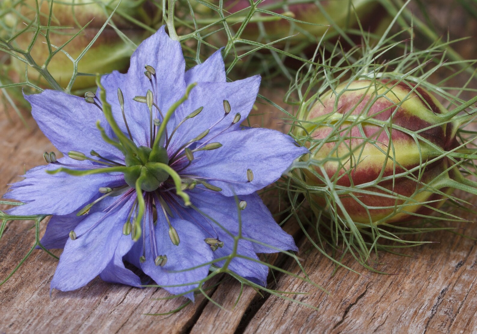 Nigella sativa para que sirve