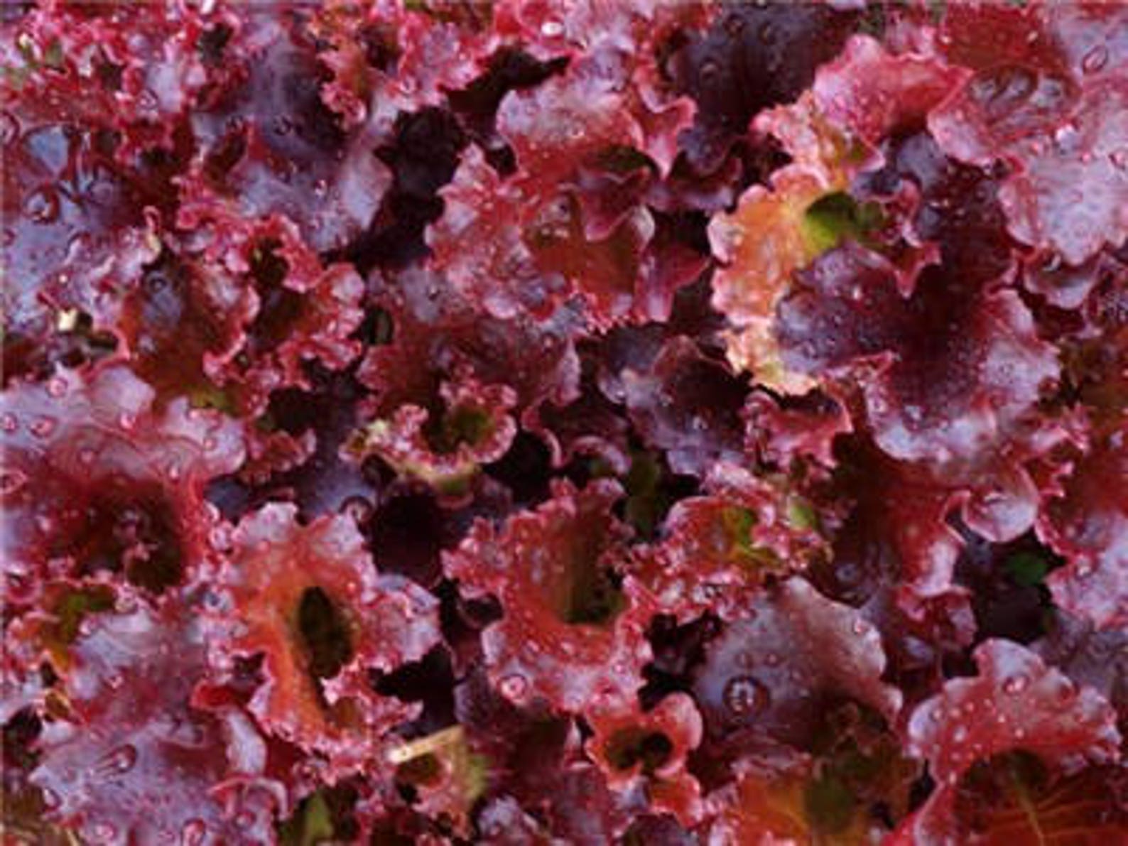 Merlot Lettuce 50 Seeds Galactic Lollo Rosso Etsy