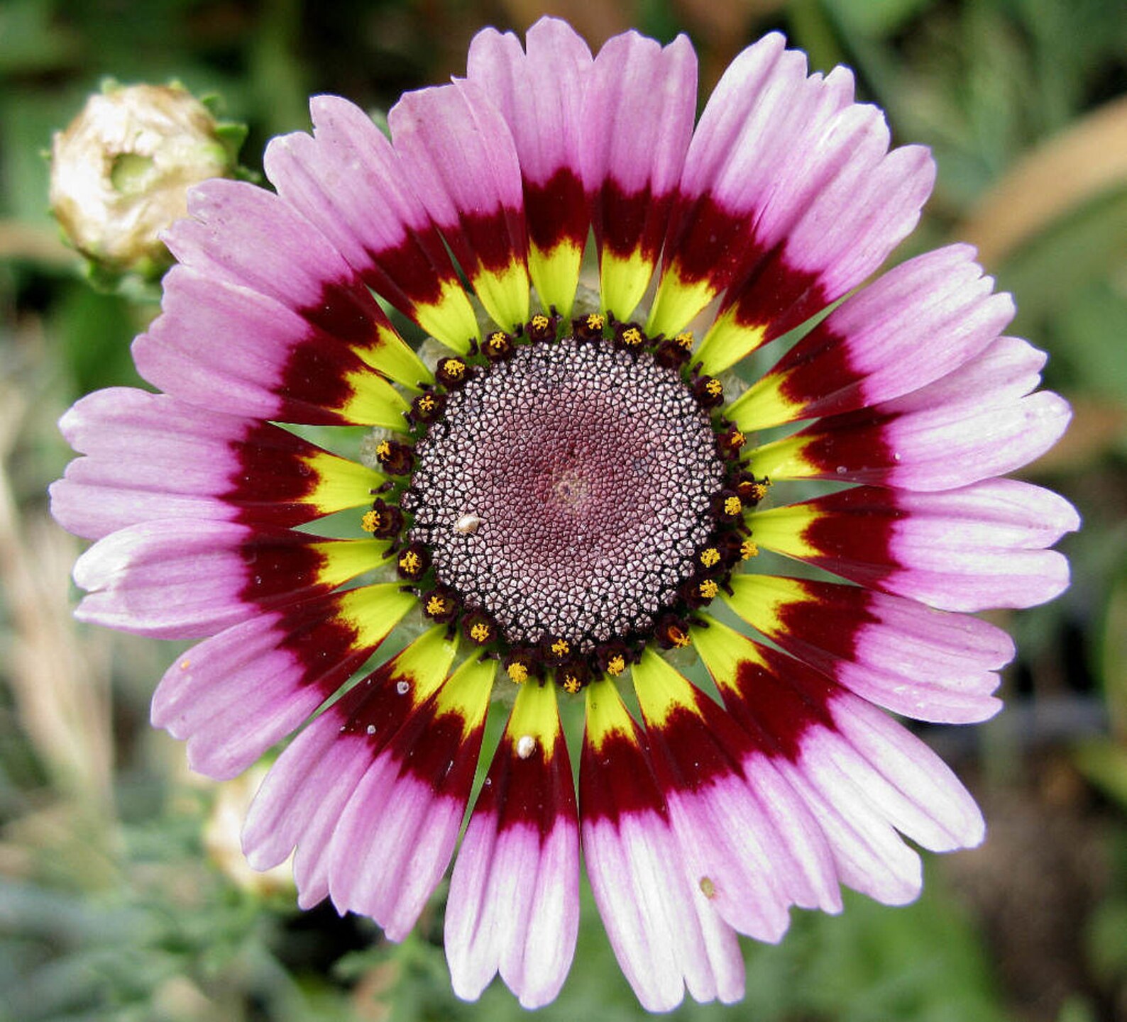 Painted Daisy Mum 40 seeds Chrysanthemum carinatum Etsy