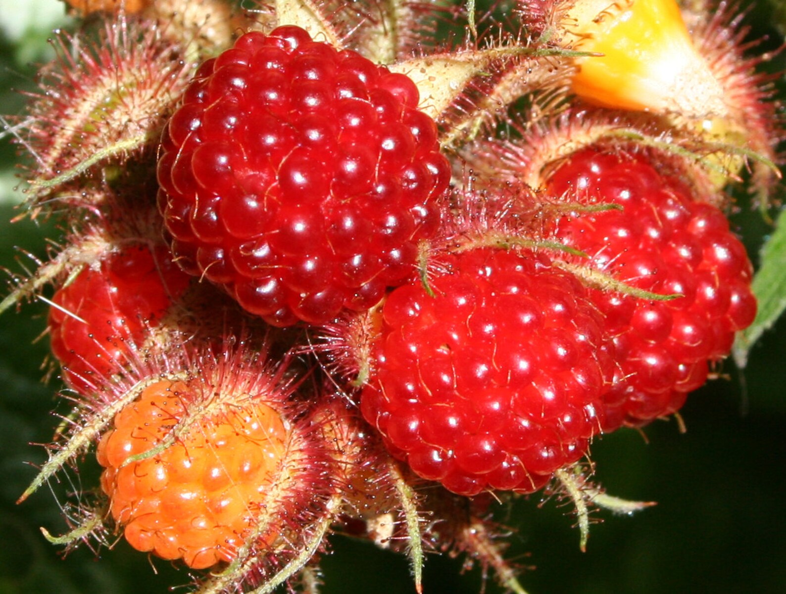 Japanese Wineberry 10 Seeds Rubus Phoenicolasius Etsy